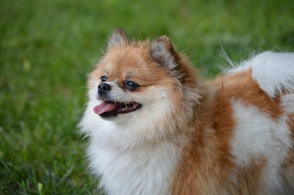 Quels exercices sont recommandés pour un chien de race Pomeranian en surpoids?