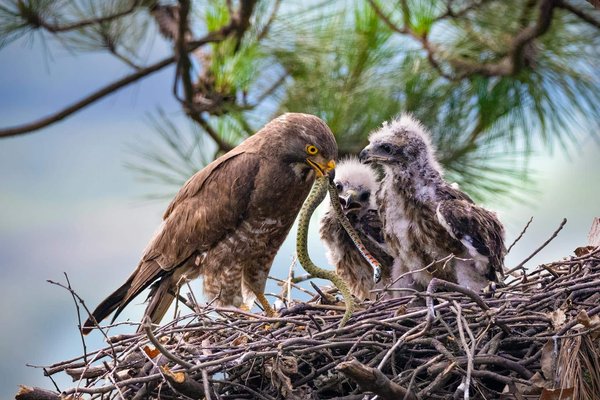 Comment les oiseaux de proie entraînent-ils leurs petits à chasser?