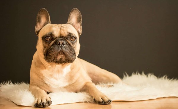 Comment préparer un chien de race Bouledogue Français à un déménagement dans une nouvelle maison?