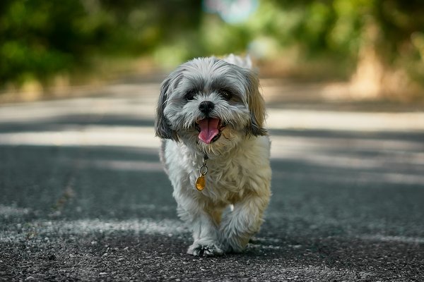 Quels signes indiquent que votre chien de race Shih Tzu souffre d'une infection urinaire?