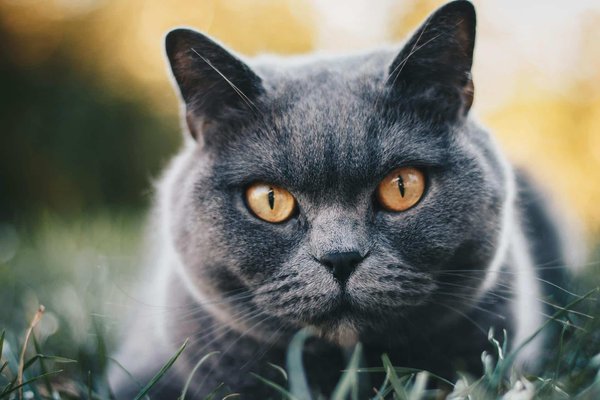 Comment prévenir les infections urinaires chez un chat de race British Shorthair?